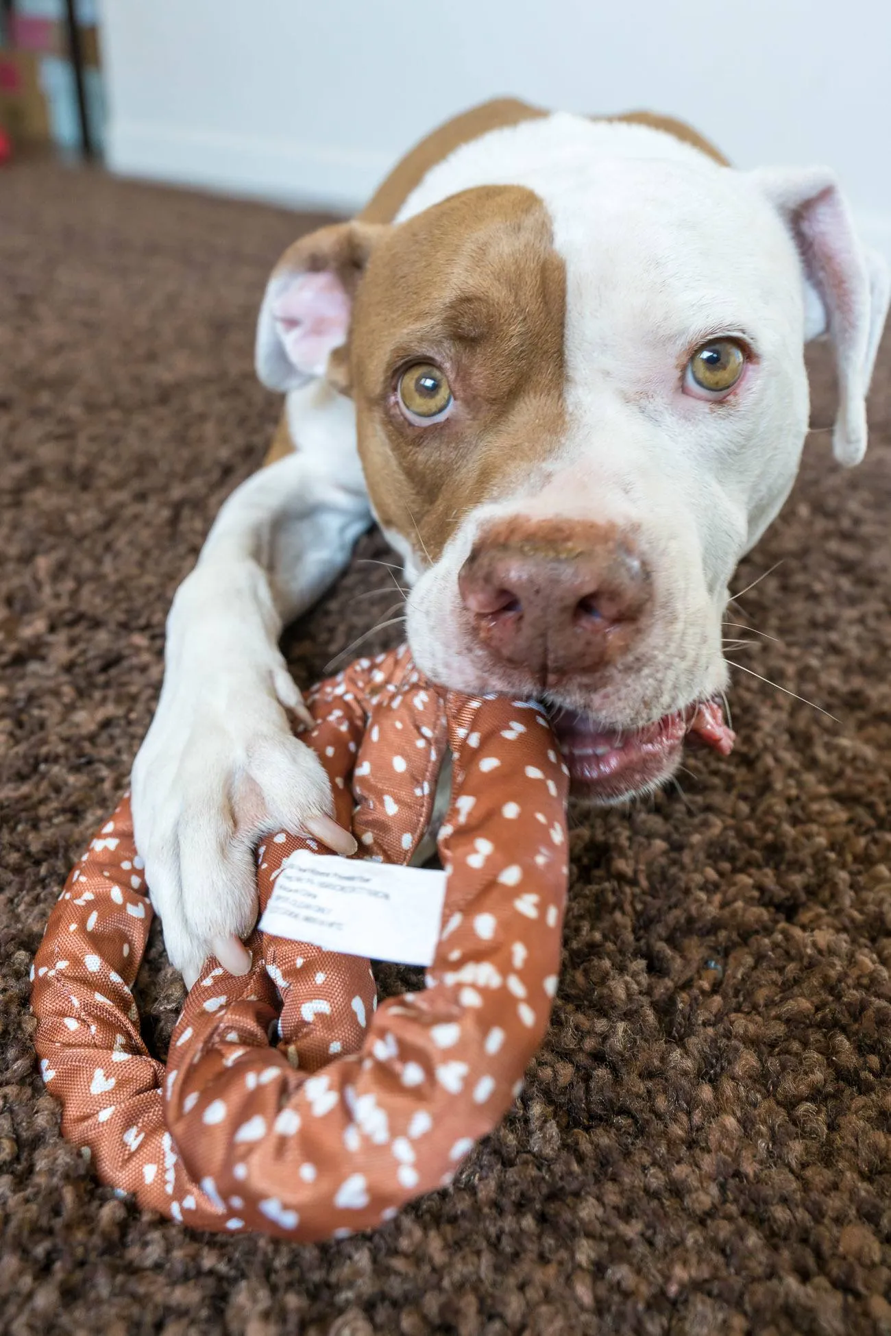 Each BarkBox comes with two themed toys like this giant NYC pretzel that my dog is obsessed with.