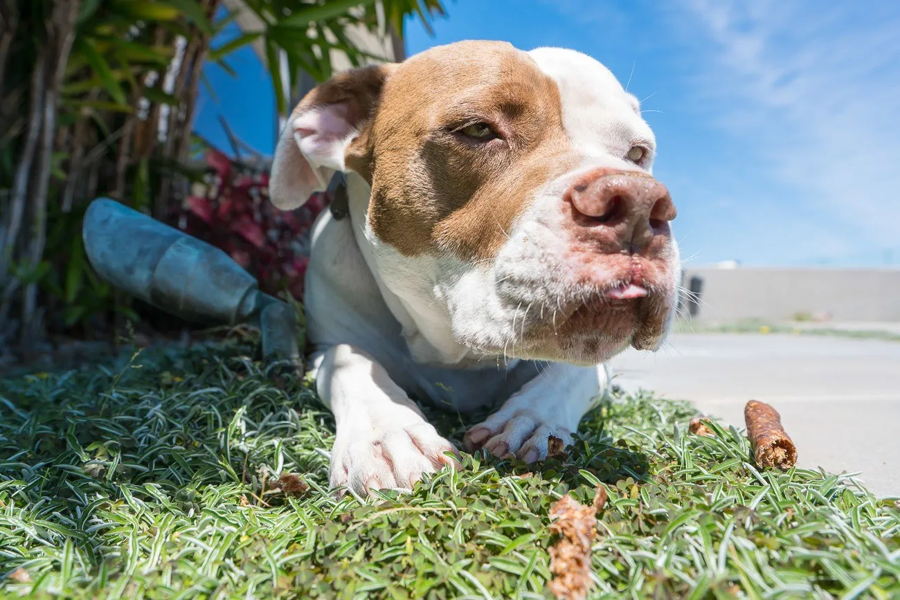 BarkBox review: What comes inside and how Scooby liked this dog subscription box.