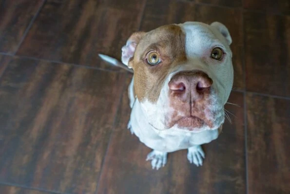 Every dog needs a BarkBox subscription. This guy gives it a glowing review.