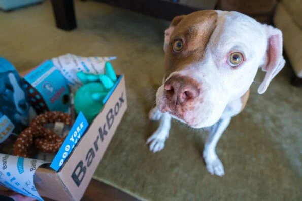 What it's like to receive a BarkBox for dogs in the mail (hint, it's pawsome).