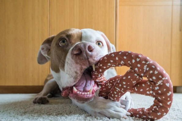 BarkBox review: What comes inside and how Scooby liked this dog subscription box.