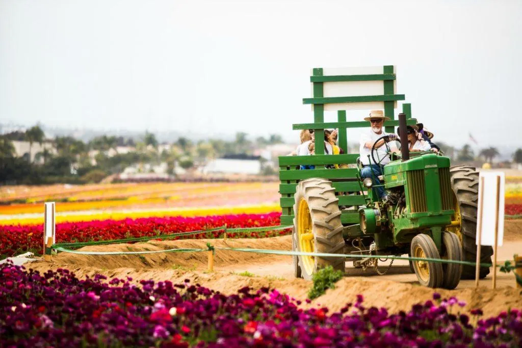 A green tractor drives through the colorful flower fields.