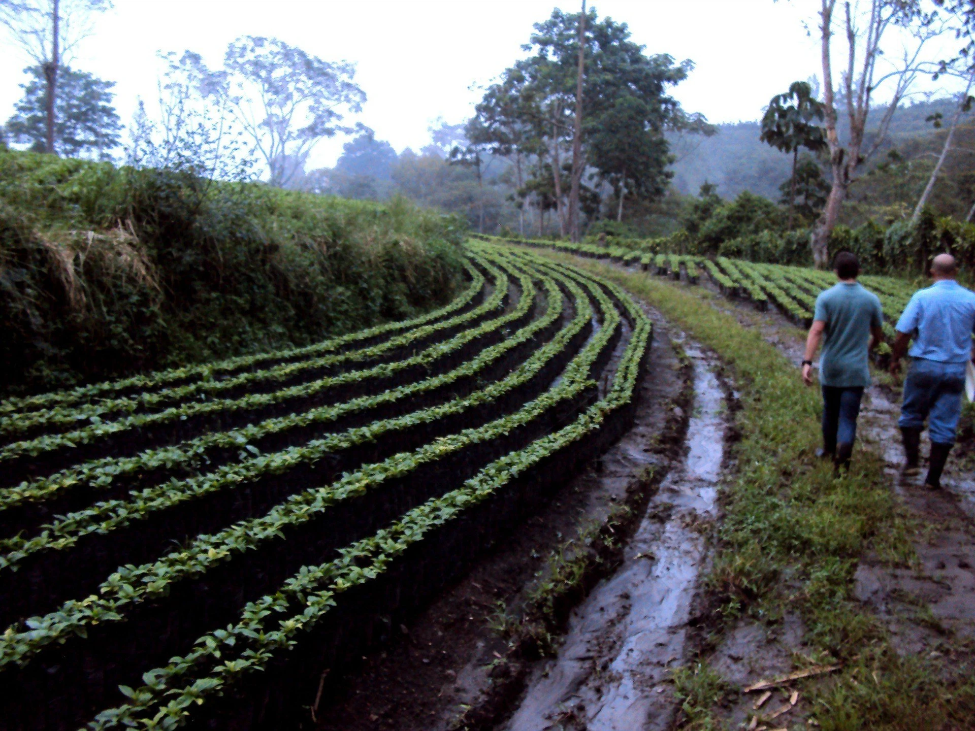 Alumbre Coffee is responsibly-farmed with the environment and workers in mind.