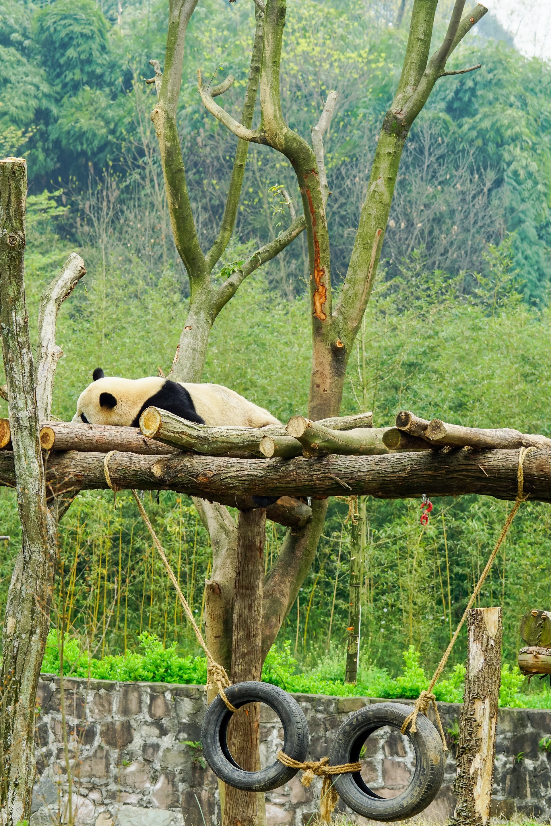 A sleeping panda at Dujiangyan Panda Base in China.