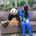 This is what it was like to volunteer at Dujiangyan panda base outside of Chengdu, China.