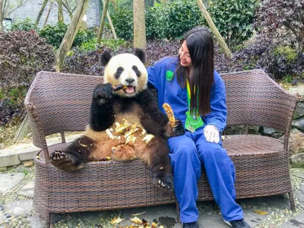 This is what it was like to volunteer at Dujiangyan panda base outside of Chengdu, China.