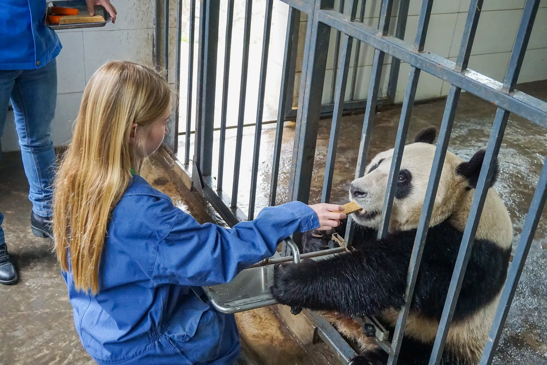 Volunteers at Dujiangyan Panda Base in China can briefly feed pandas.
