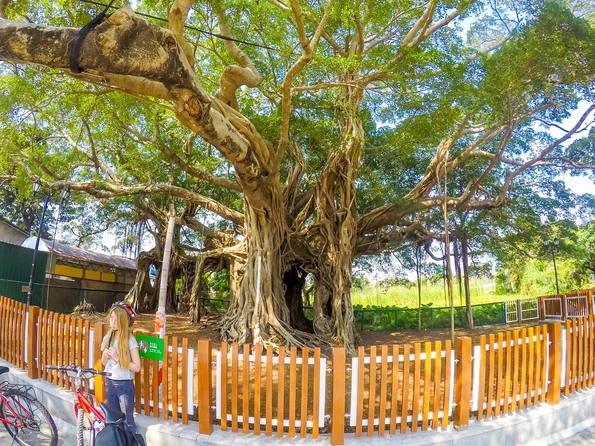 The Kam Tin Tree House is a Banyan tree that has engulfed a house that was abandoned during the Ching period.
