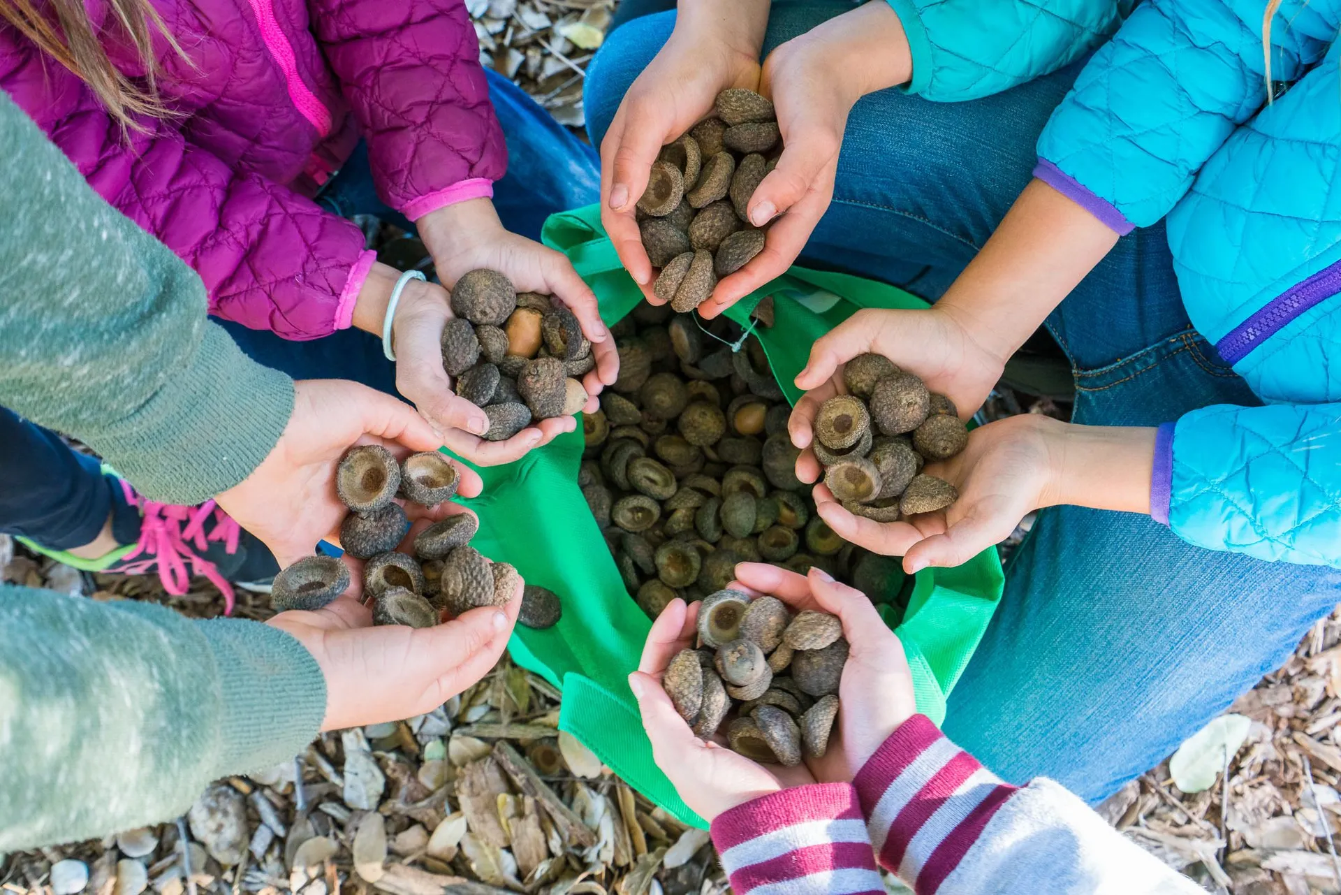 Collecting acorns in Julian, about an hour from San Diego.