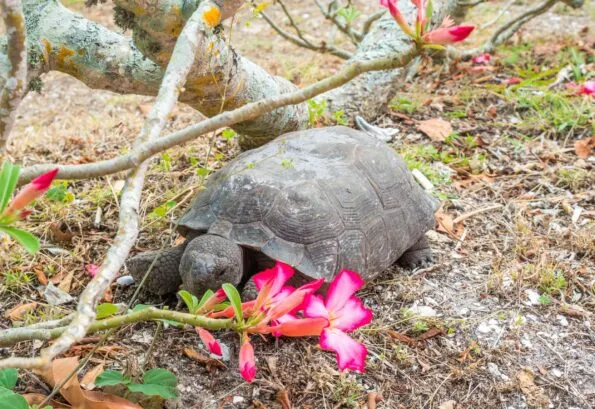 The turtles that live on Cabbage Key have their own little fenced off homes.