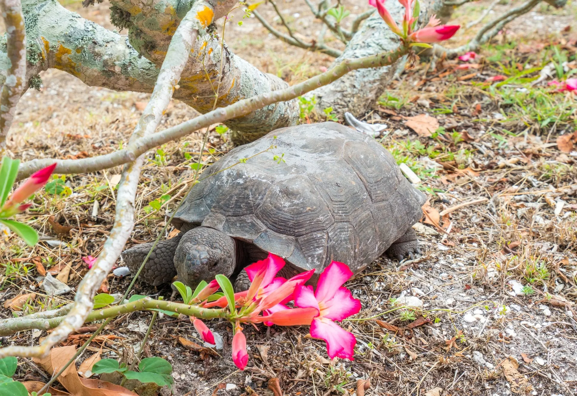 The turtles that live on Cabbage Key have their own little fenced off homes.