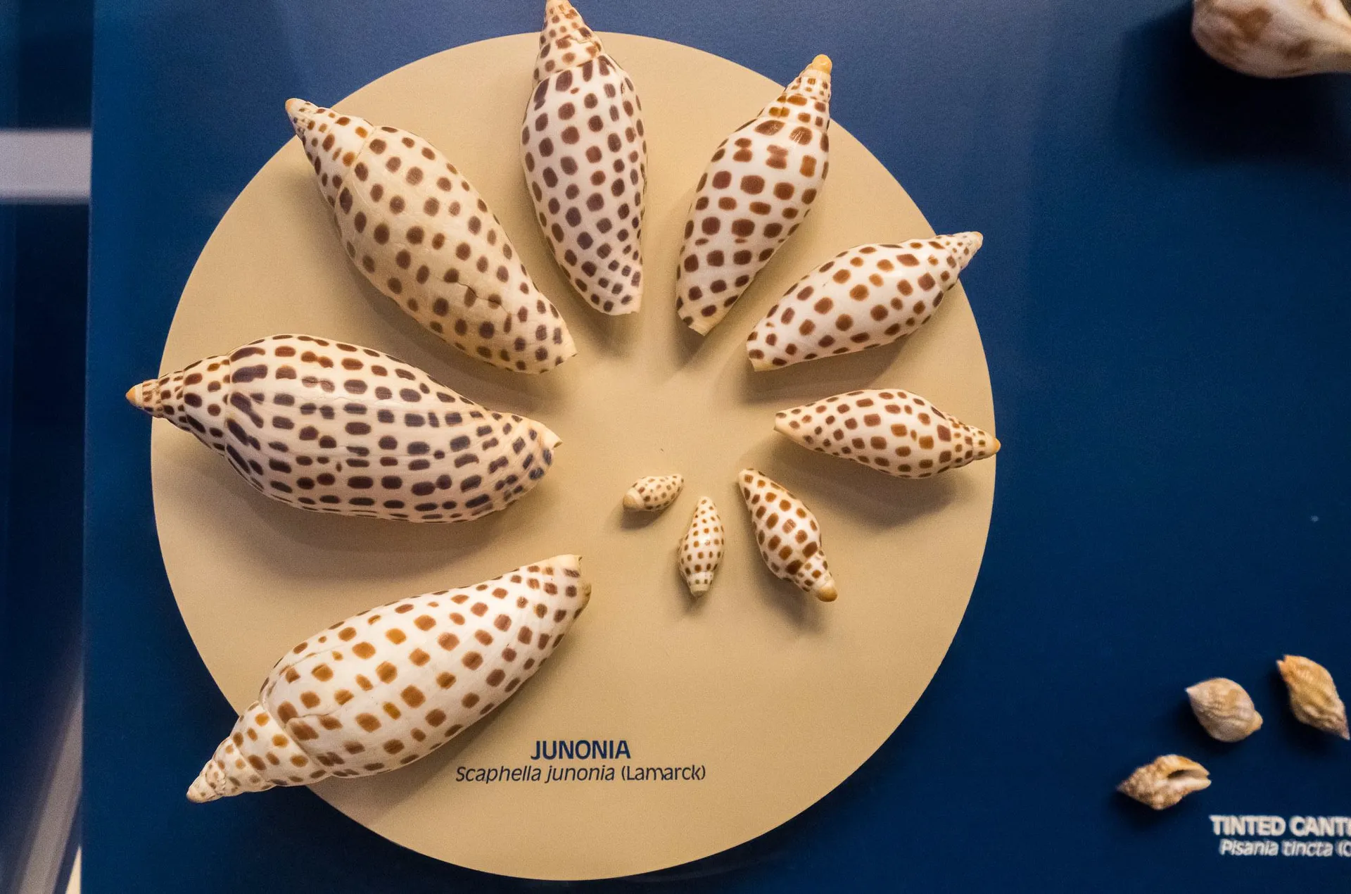 Spot a junonia shell around Sanibel Island and you'll get your name in the newspaper.