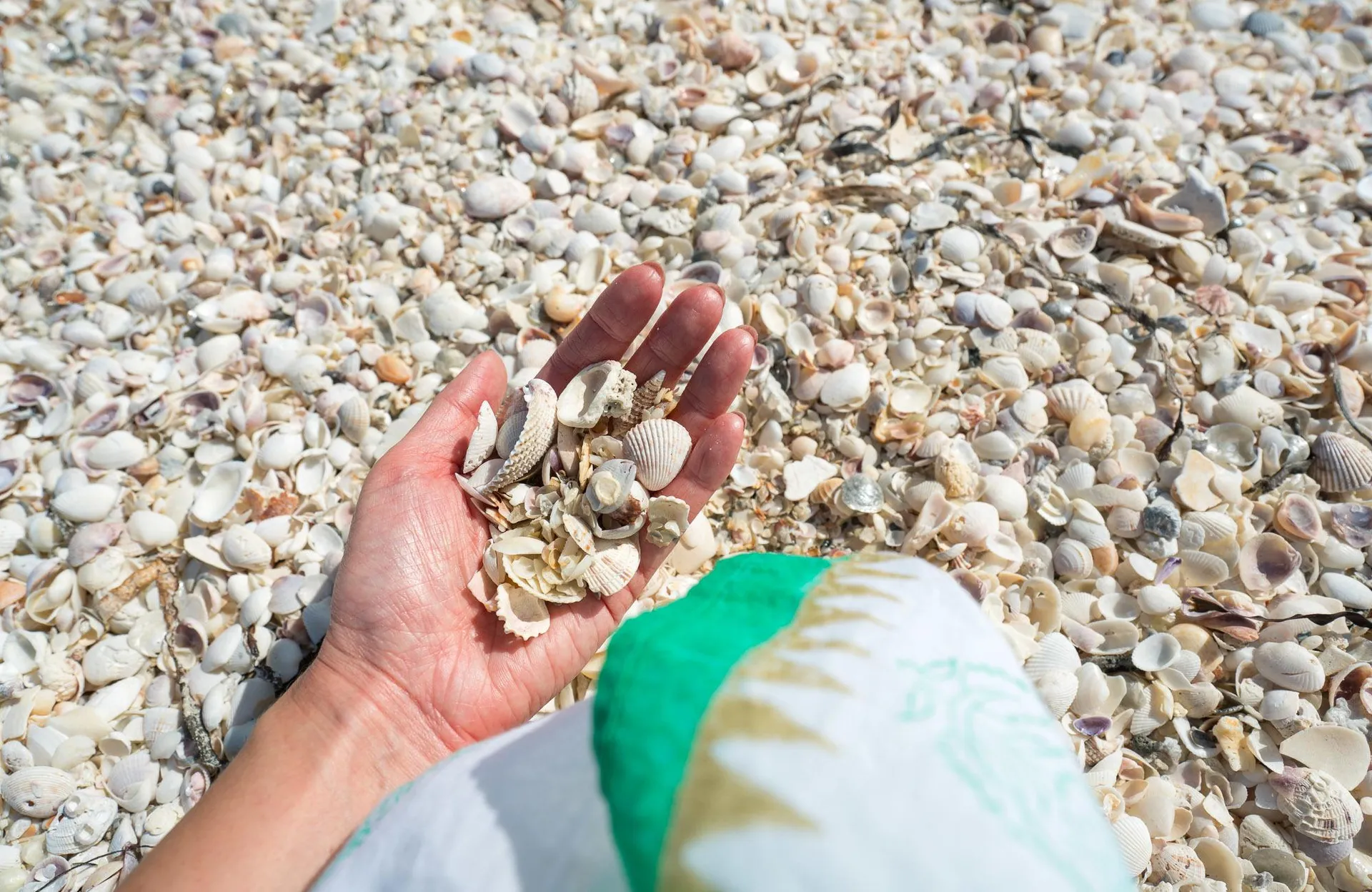 Shelling is by far one of the best things to do in Sanibel Island