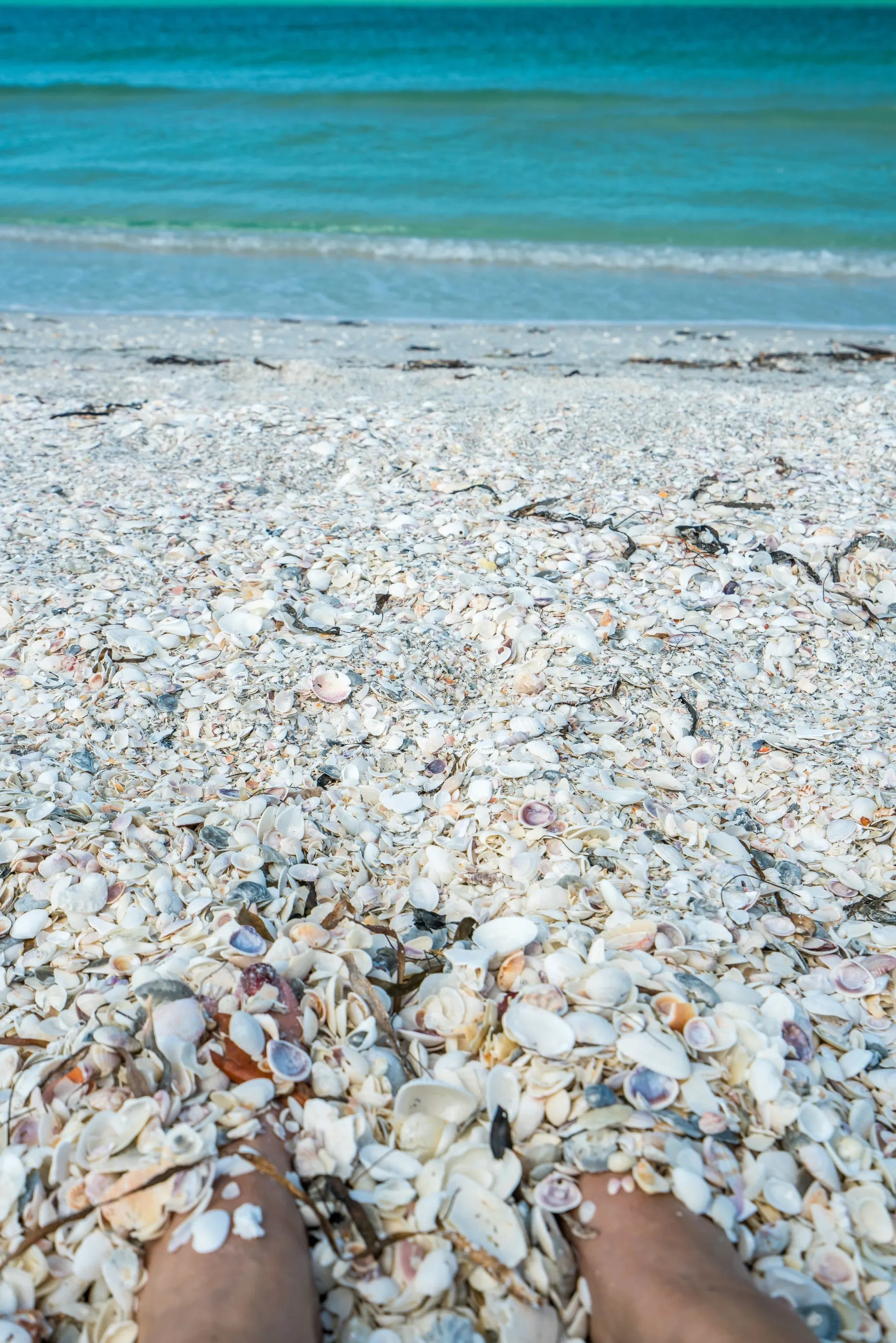 Seashells on Cayo Costa Island