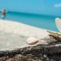 An open shell on driftwood on a Sanibel Island beach.