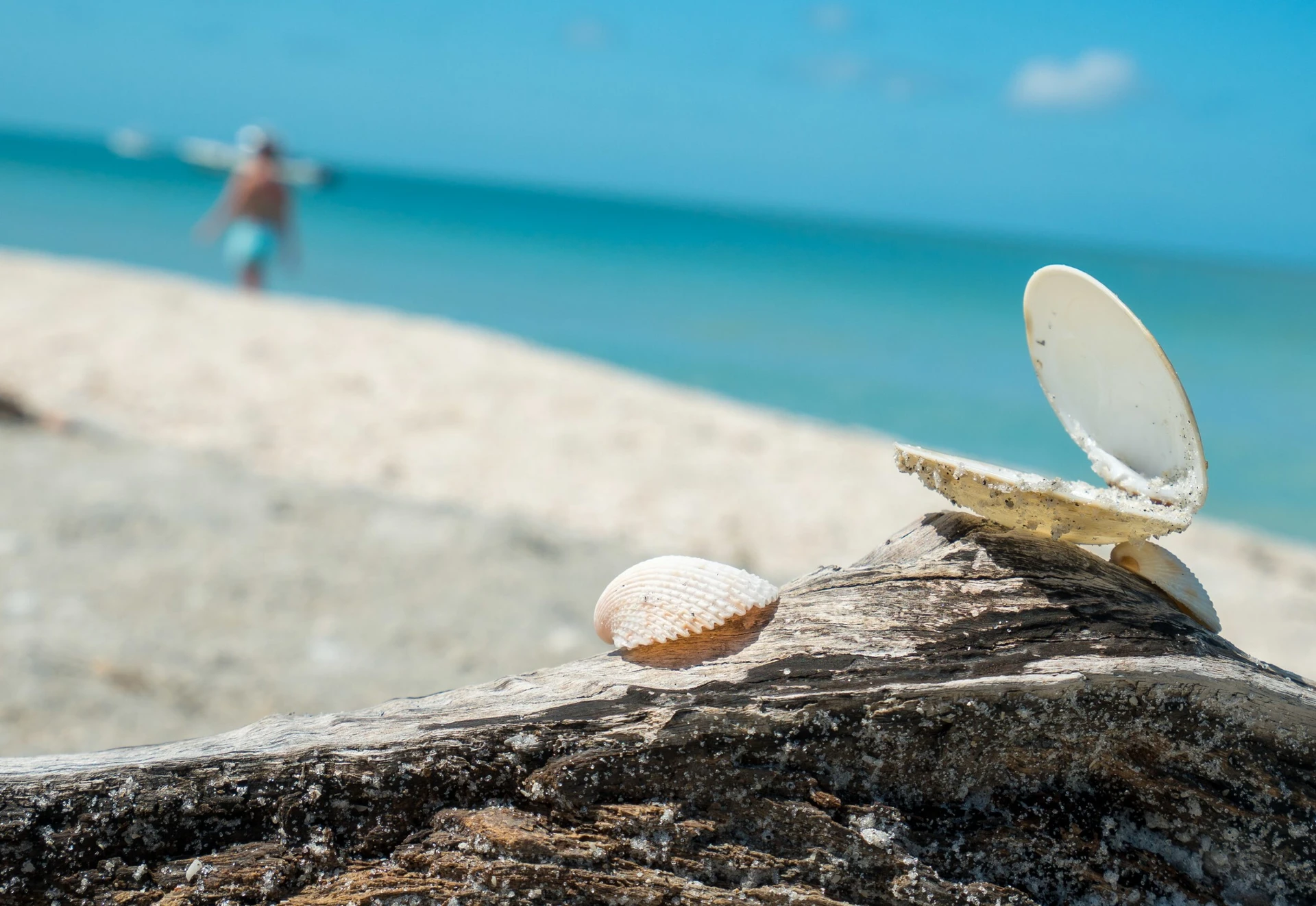 An open shell on driftwood on a Sanibel Island beach.