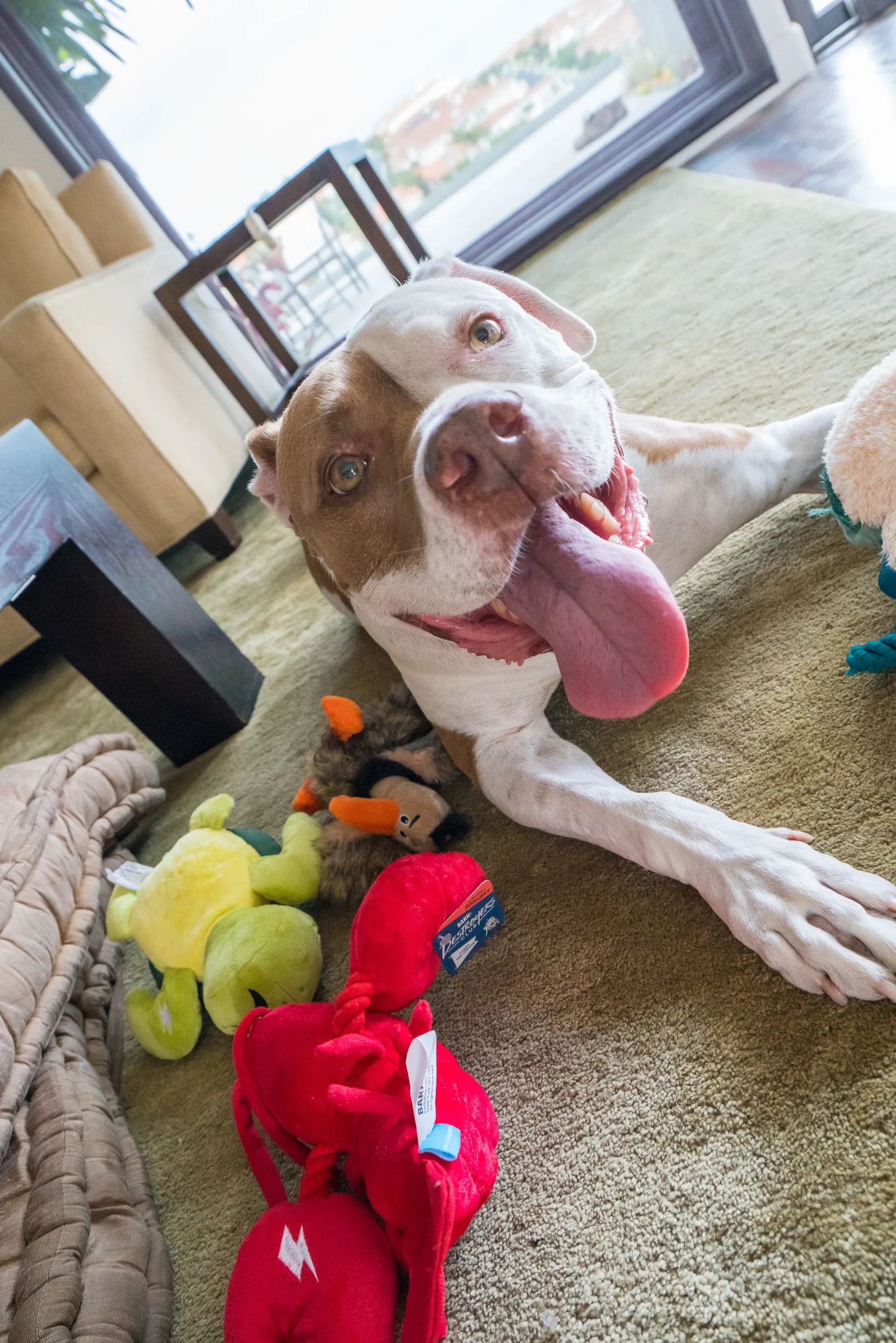 Scooby lays happily next to his Bark Super Chewer toys.