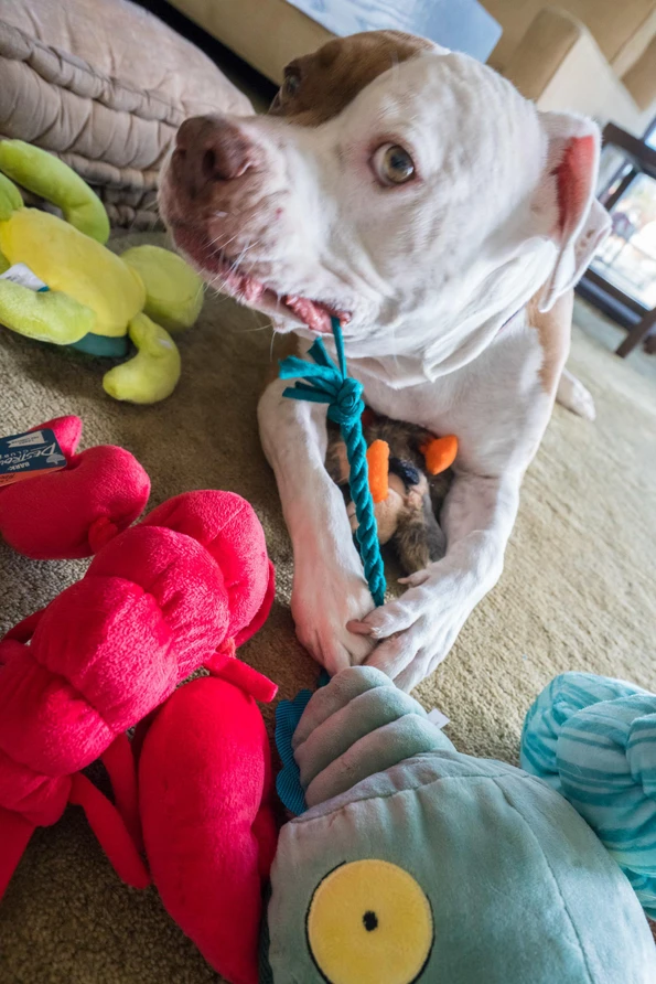 Scooby pulls the jellyfish tail in his mouts as BarkBox Super Chewer dog toys are meant to be destroyed.