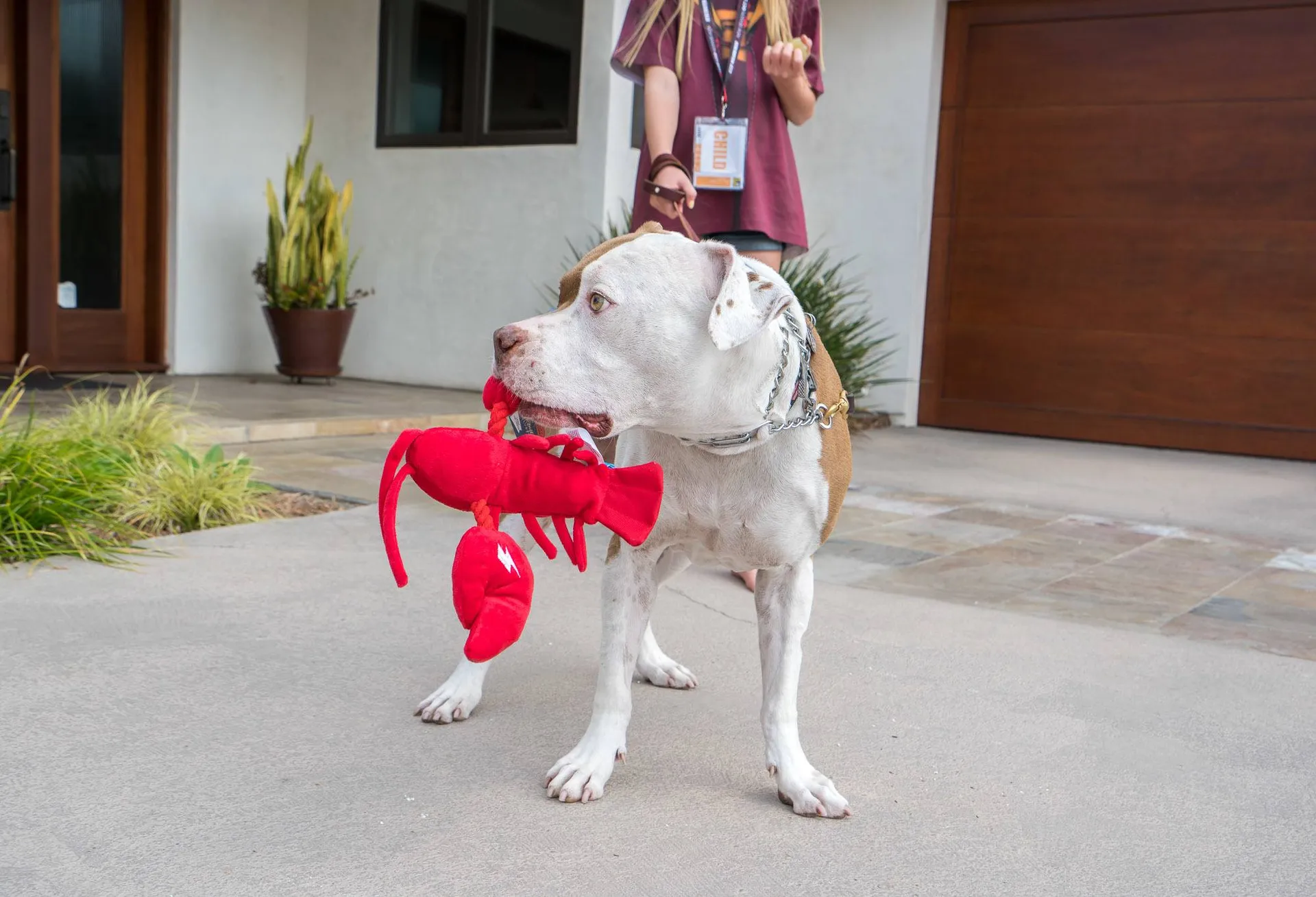 Larry the Lobster from Bark's Super Chewer gets taken out on the town in Scooby's mouth.
