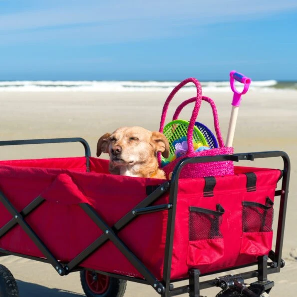 See the best beach gear from toys to crazy cool gadgets that you didn't know you needed.