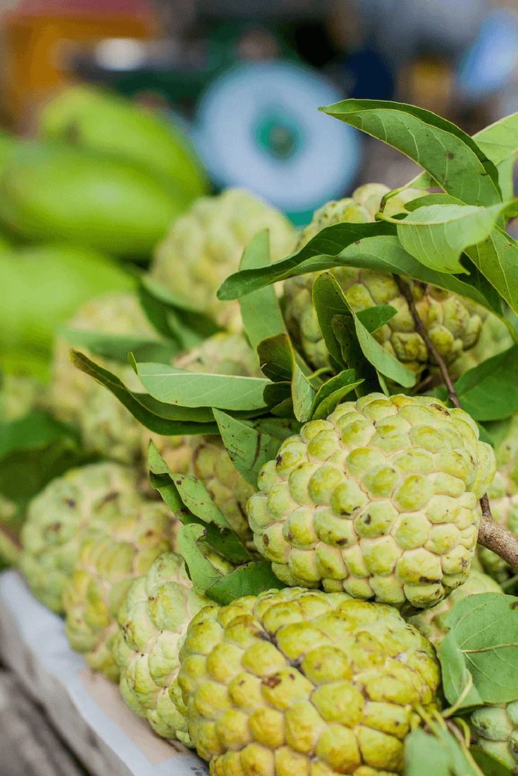 Whole sugar apples with stems and leaves attached piled in a bin.