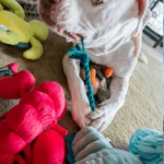 If your dog destroys toys, he or she needs a BarkBox Destroyer's Club membership stat.