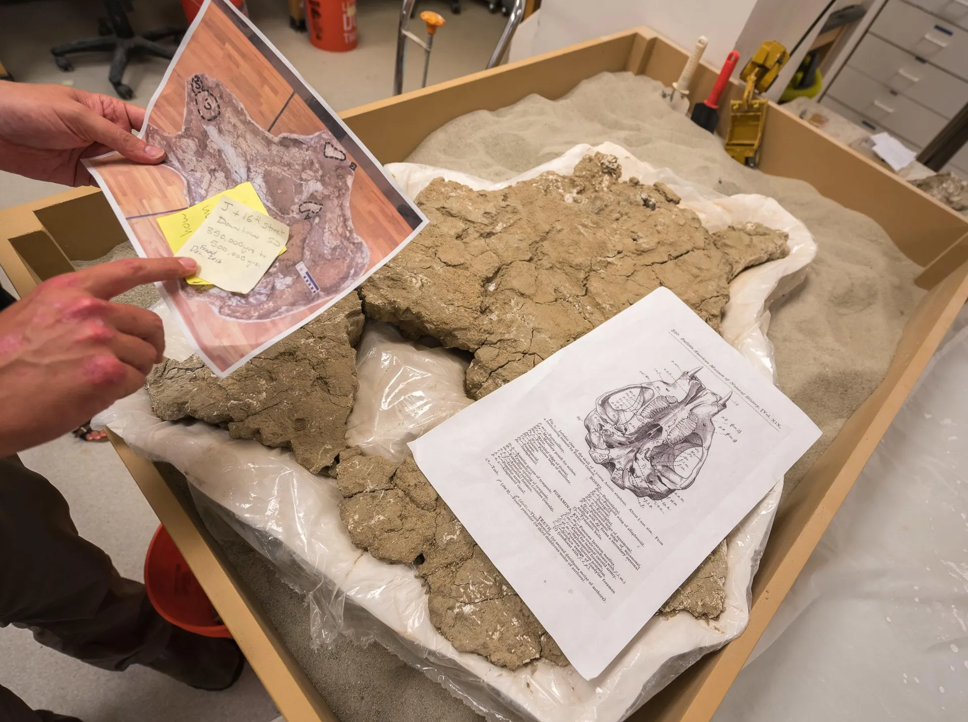 A mammoth fossil found in downtown San Diego.