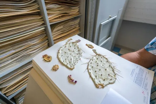 Over 250,000 plant specimens, mostly from San Diego and the Baja California peninsula are stored and used for research at the San Diego Natural History Museum.