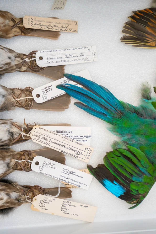 The sparrow collection at San Diego Natural History Museum dates back to 1883.
