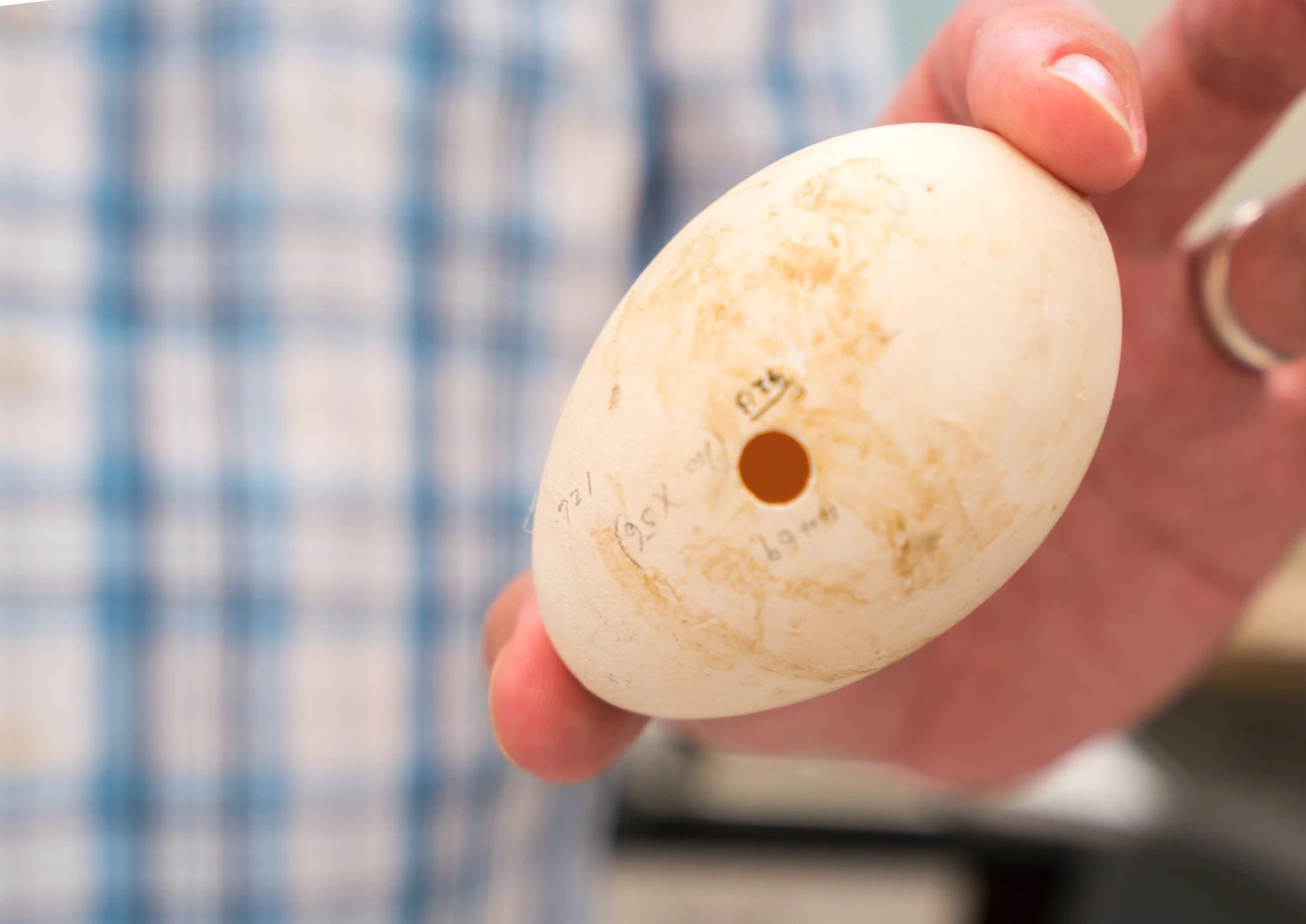 An egg used by the Birds and Mammal department at the San Diego Natural History Museum.