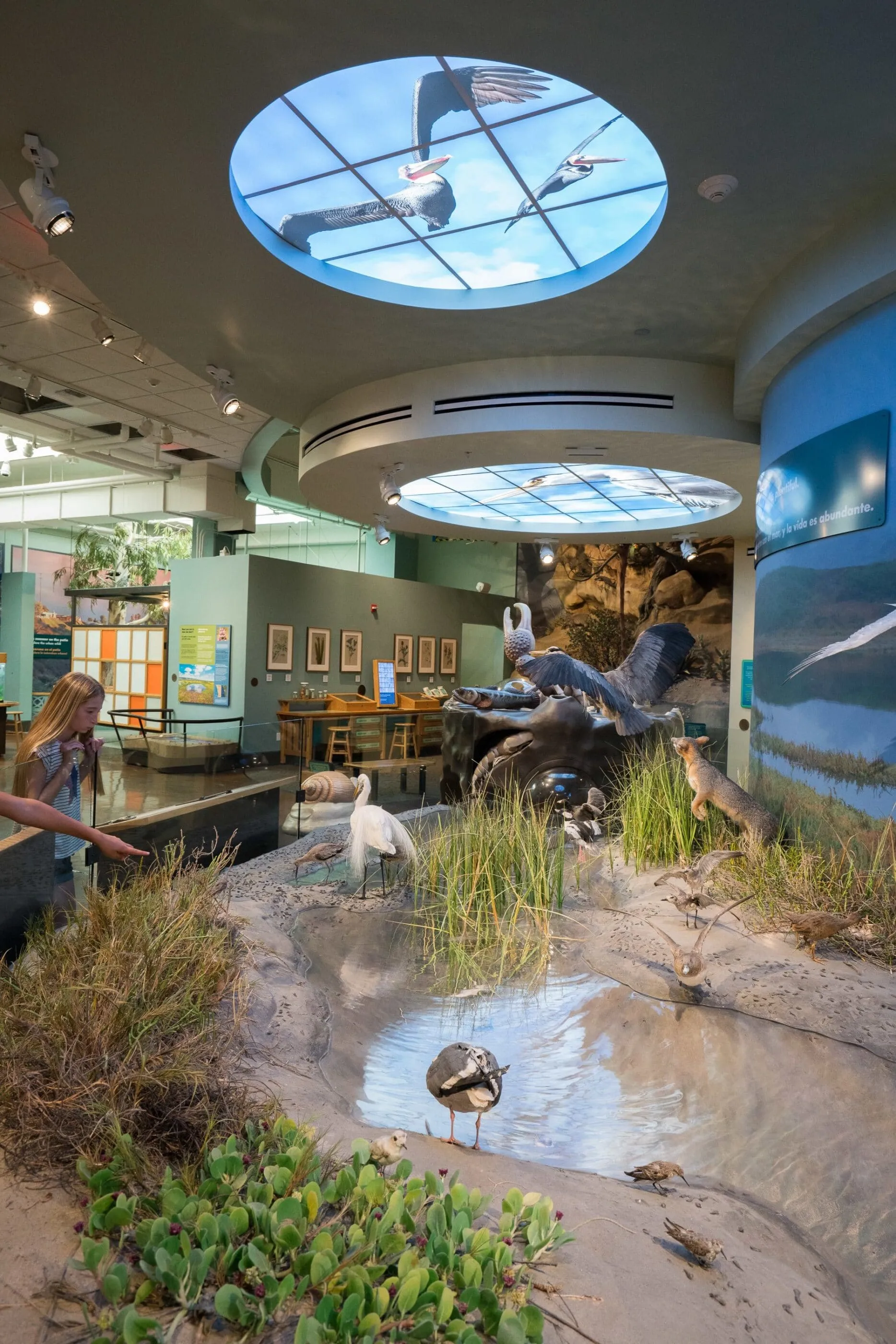 The Coast to Cactus exhibit at the San Diego Natural History Museum showcases local flora and fauna.