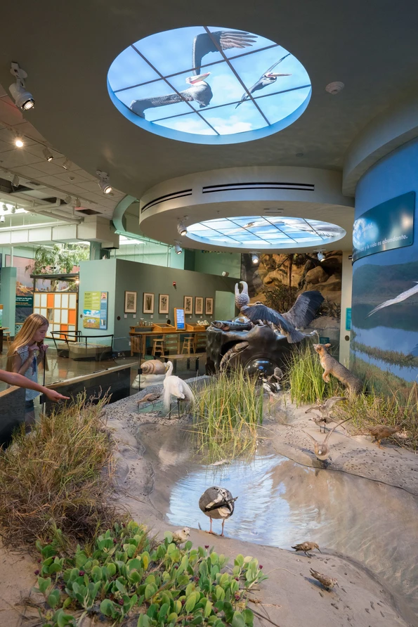 The Coast to Cactus exhibit at the San Diego Natural History Museum showcases local flora and fauna.