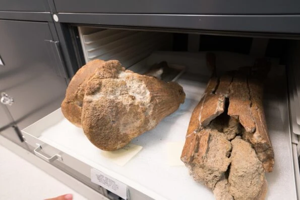 Mammoth bones found in Oceanside, California that are in theNAT's paleontology collection.