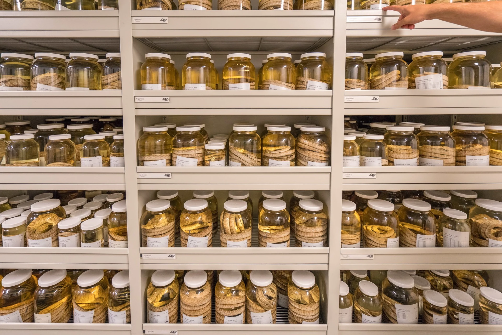 The San Diego Natural History Museum has one of the largest rattlesnake collections in the world.