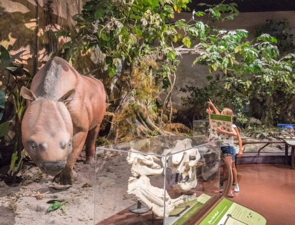See why the San Diego Natural History Museum is one of the best San Diego museums for kids. These are the exhibits my daughter and her friends enjoy most.