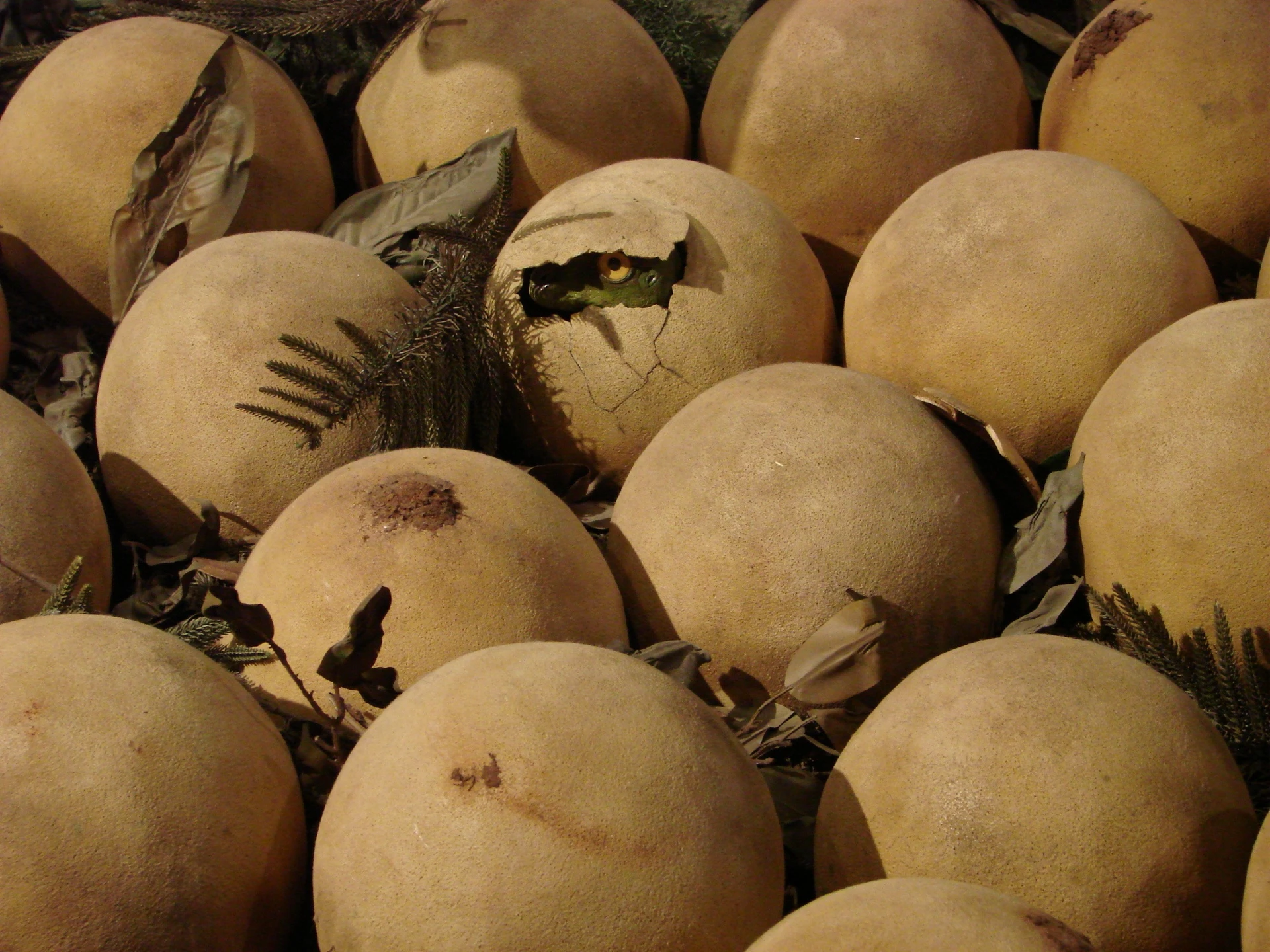 Open the dinosaur egg inside the San Diego Natural History Museum.
