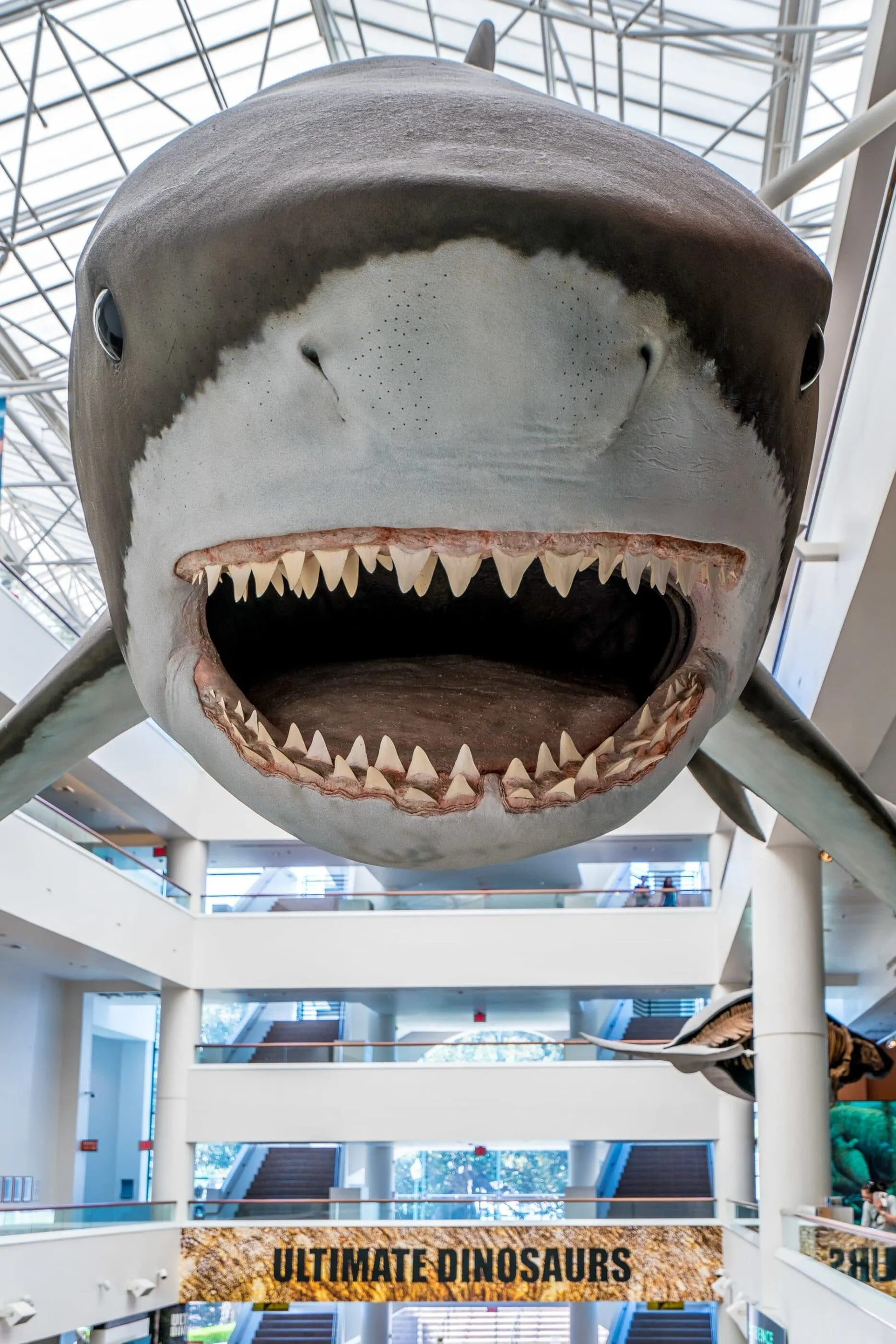 Meg the Megalodon at the San Diego Natural History Museum.