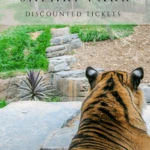 Trustworthy ways to buy discounted San Diego Zoo Safari Park tickets with straight-to-the-gate vouchers, bundled attractions passes, my exclusive $6 off promo code, and more.