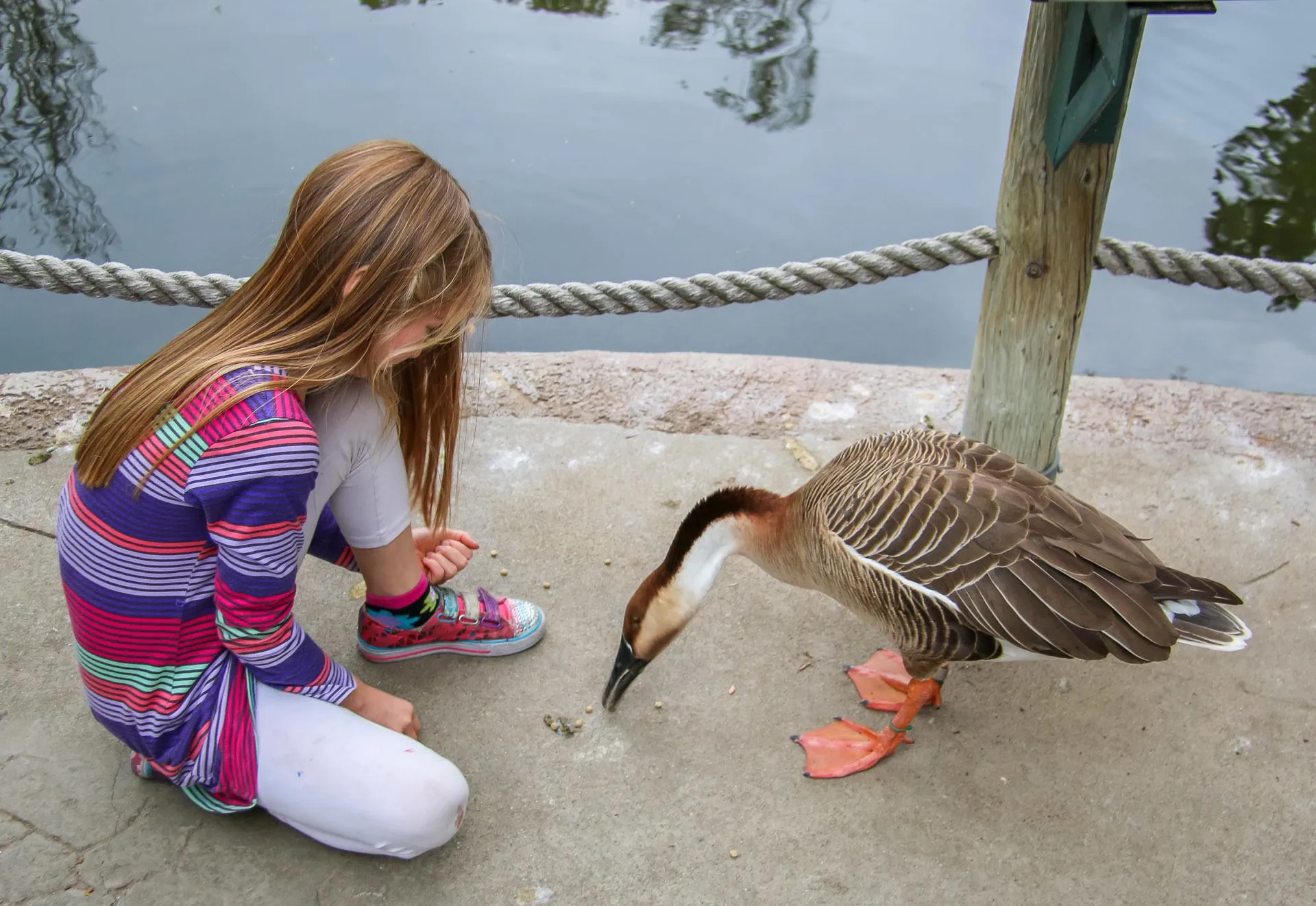 My daughter feeds a duck at San Diego Zoo Safari Park.