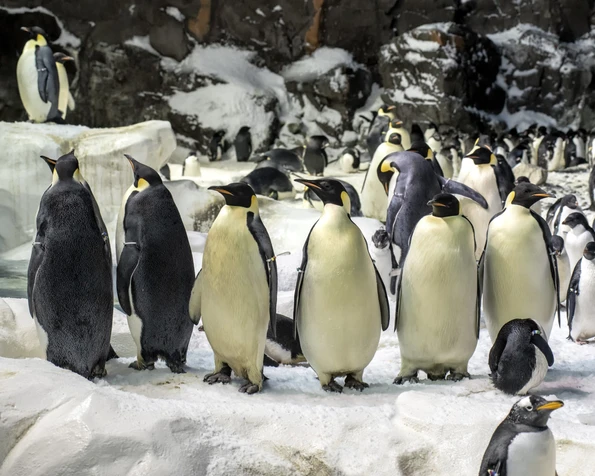 Some of the 400 penguins stand on ice at SeaWorld San Diego.