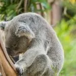 These are the best ways to buy trustworthy discounted tickets to the San Diego Zoo.