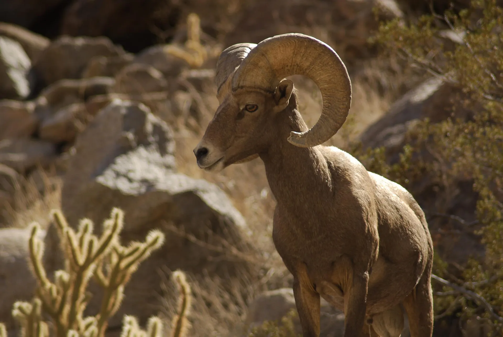 Anza-Borrego Desert State Park bighorn sheep.