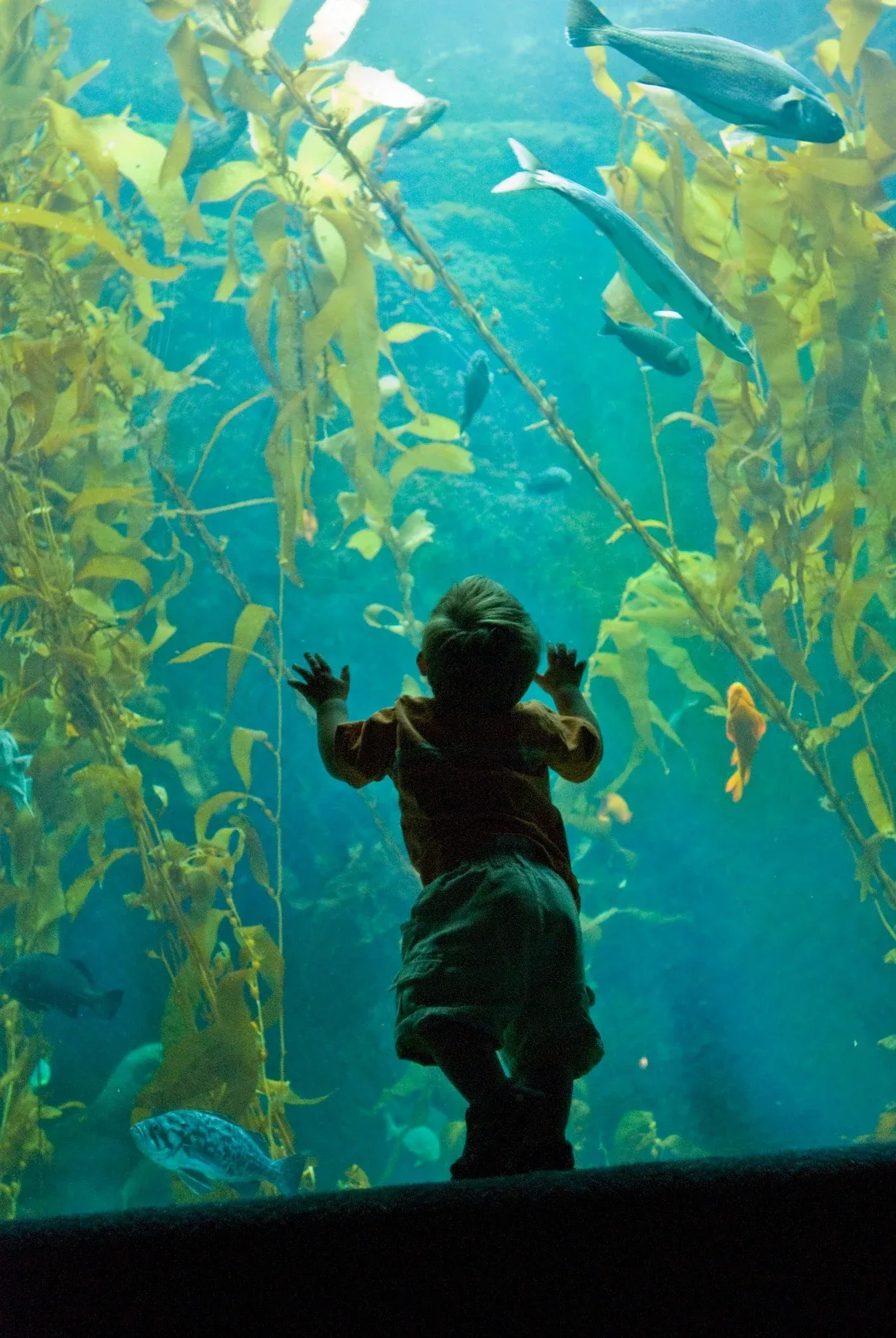 The Birch Aquarium is one of the best things to do in La Jolla Shores.