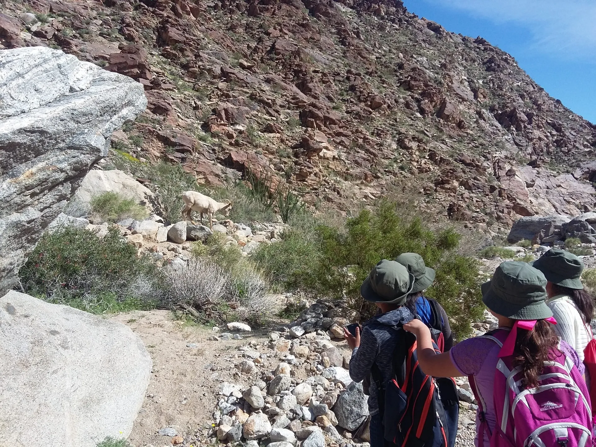 Kids on a quest to become a Junior Ranger at Anza-Borrego Desert State Park.