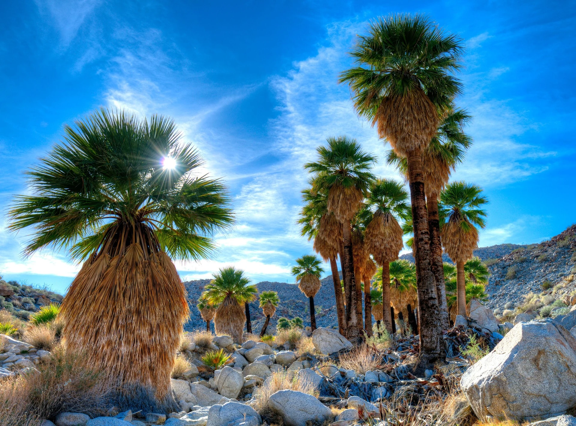 Things to Do at Anza-Borrego Desert State Park with kids