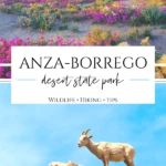 Anza-Borrego Desert State Park is the largest California state park and offers opportunities to hike, camp, stargaze, spot wildflowers, and more year-round.