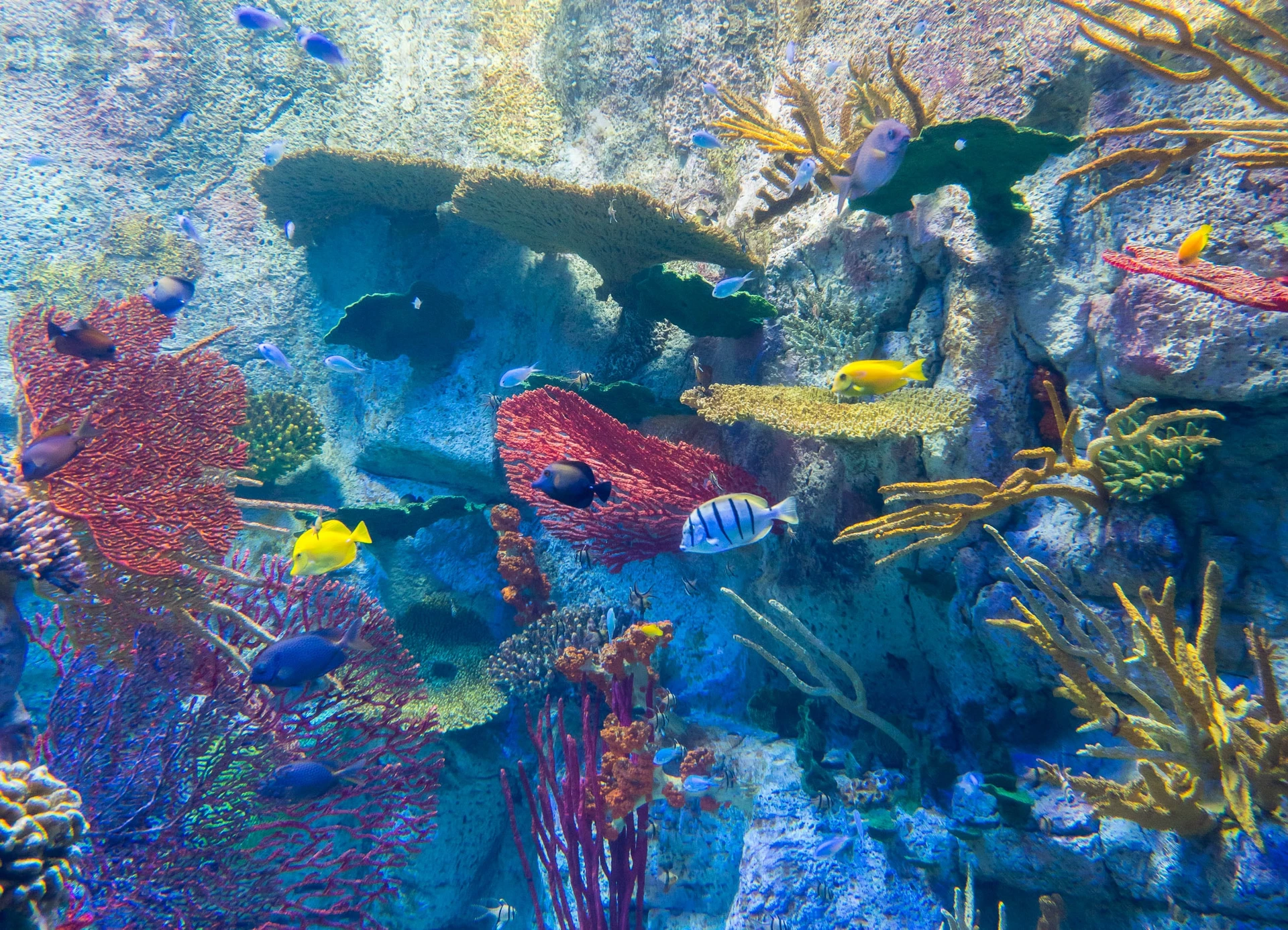 Colorful fish swim in a rainbow of coral in the Hall of Fishes.