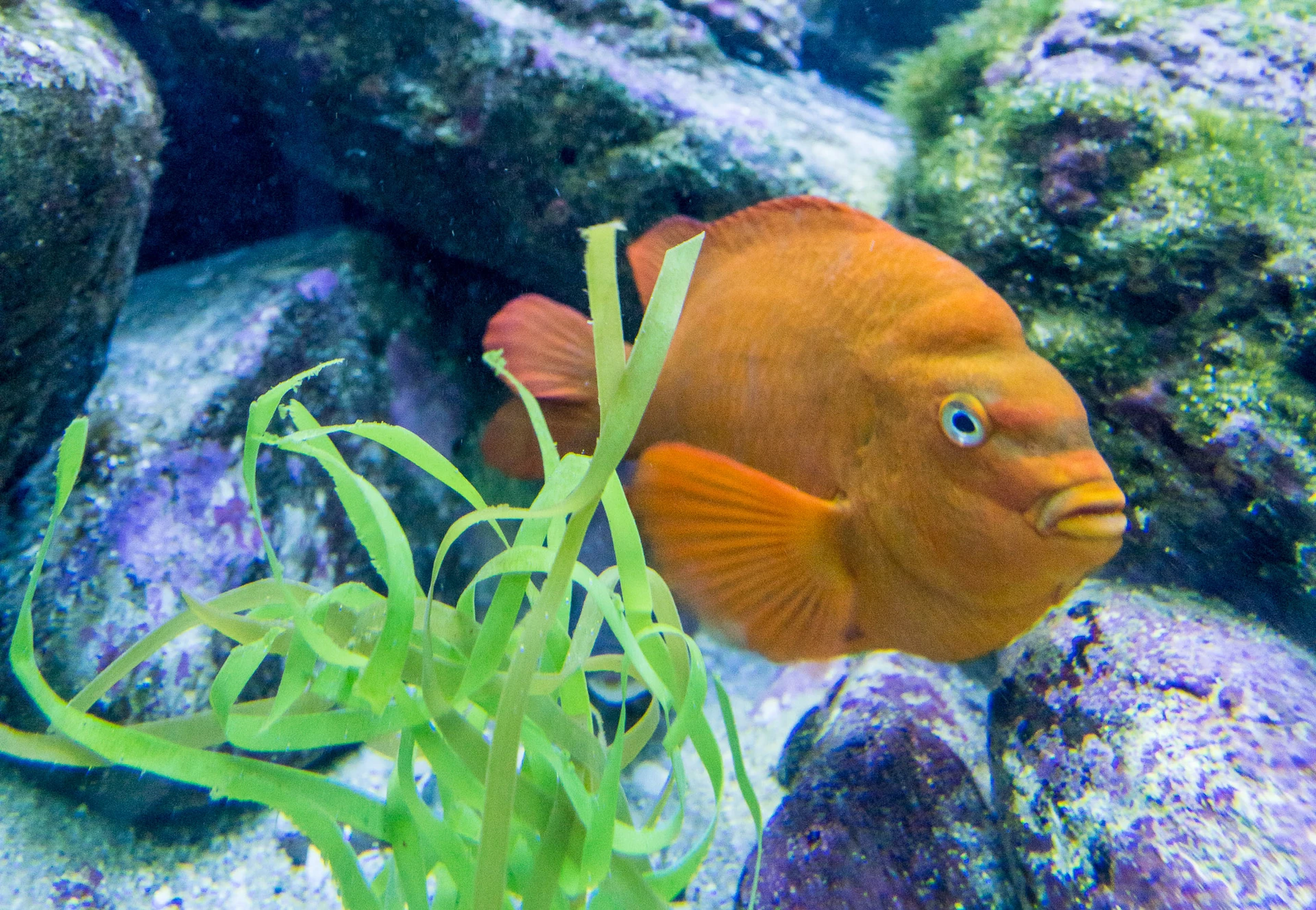 Garibaldi orange fish swims in an exhibit at Birch Aquarium San Diego.