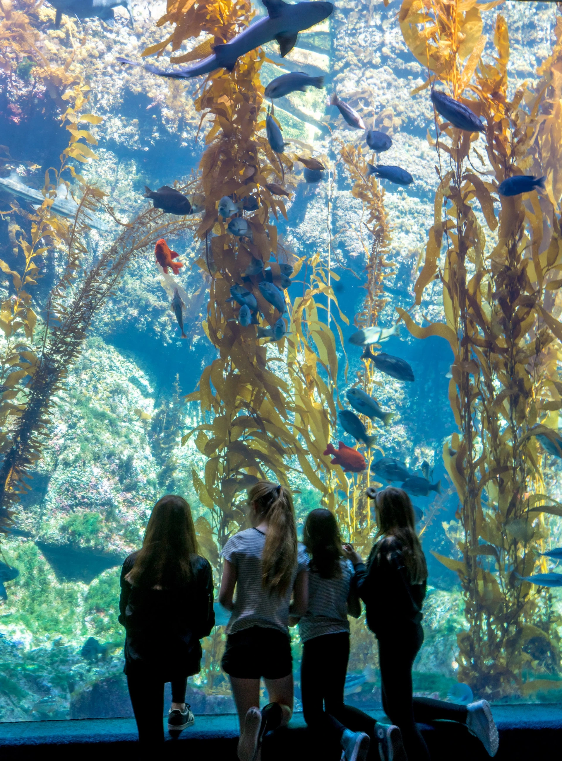 The Kelp Forest Tank at Birch Aquarium in La Jolla