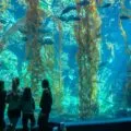 Birch Aquarium in La Jolla is one of San Diego's best attractions